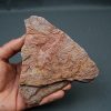 Eocrinoideos “alienígenas”