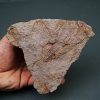 Eocrinoideos “alienígenas”
