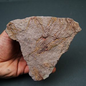 Eocrinoideos “alienígenas”