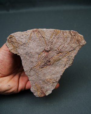 Eocrinoideos “alienígenas”