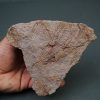 Eocrinoideos “alienígenas”