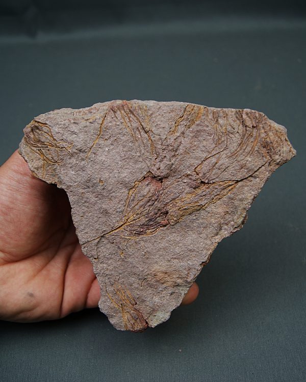 Eocrinoideos “alienígenas”