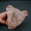 Eocrinoideos “alienígenas”