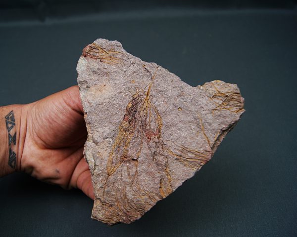 Eocrinoideos “alienígenas”