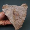 Eocrinoideos “alienígenas”