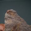 Eocrinoideos “alienígenas”