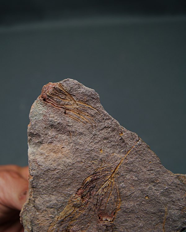 Eocrinoideos “alienígenas”