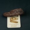 Hueso parcial de Carcharodontosaurus