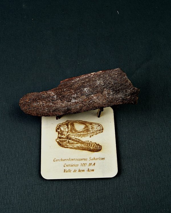 Hueso parcial de Carcharodontosaurus