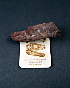 Hueso parcial de Carcharodontosaurus