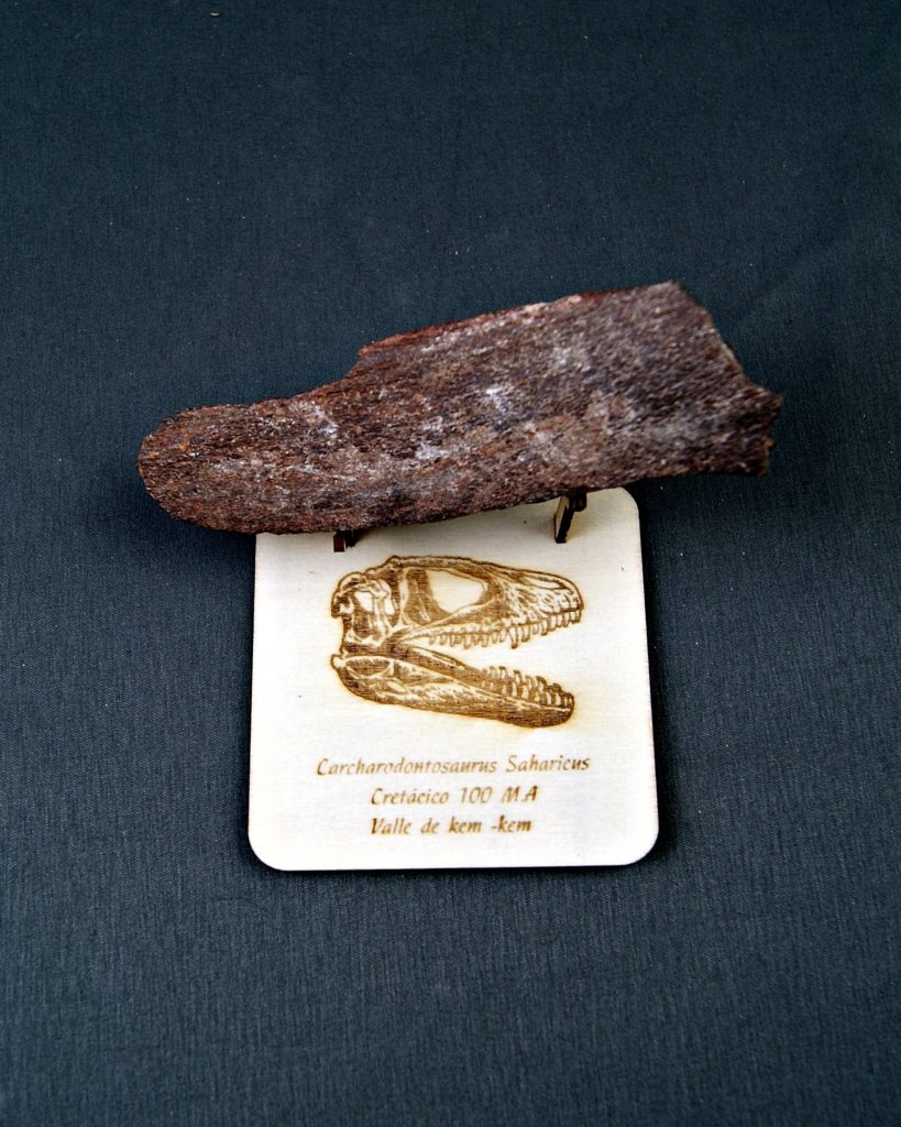 Hueso parcial de Carcharodontosaurus