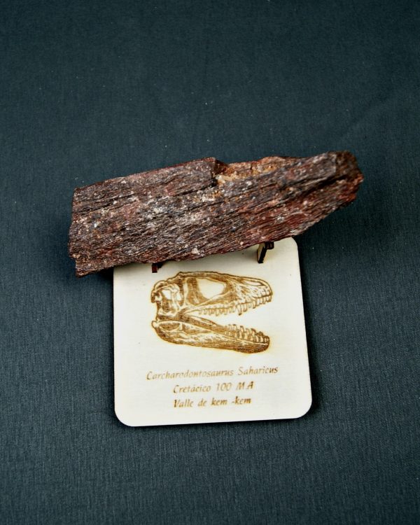 Hueso parcial de Carcharodontosaurus