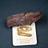 Hueso parcial de Carcharodontosaurus