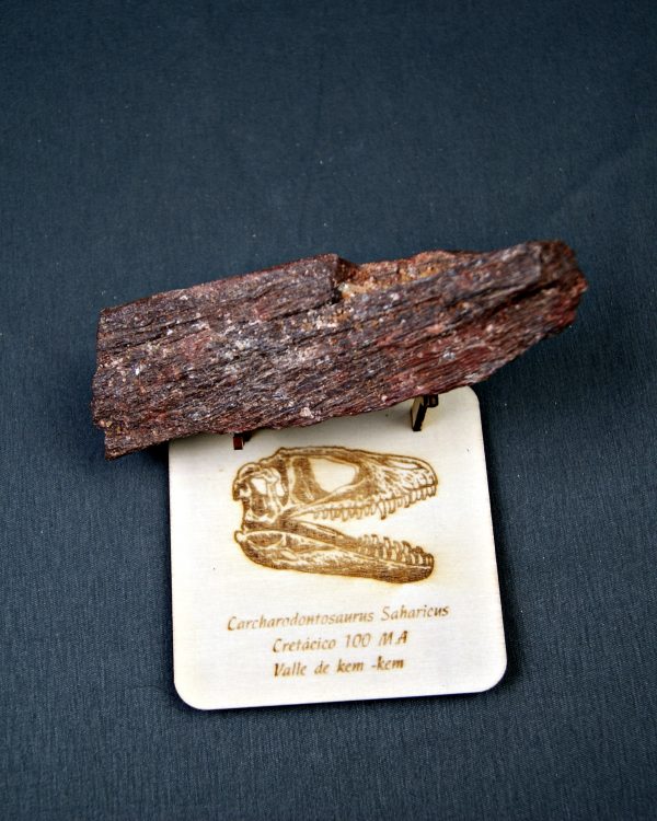 Hueso parcial de Carcharodontosaurus