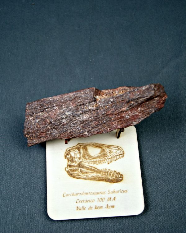 Hueso parcial de Carcharodontosaurus