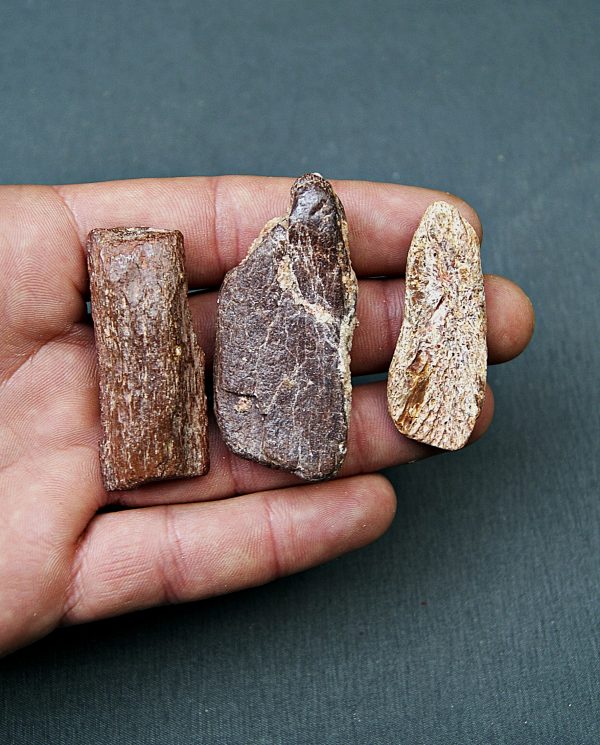 Colección huesos de dinosaurio