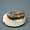 Trilobite Reedops