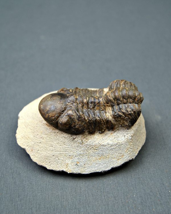 Trilobite Reedops