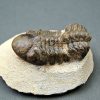 Trilobite Reedops