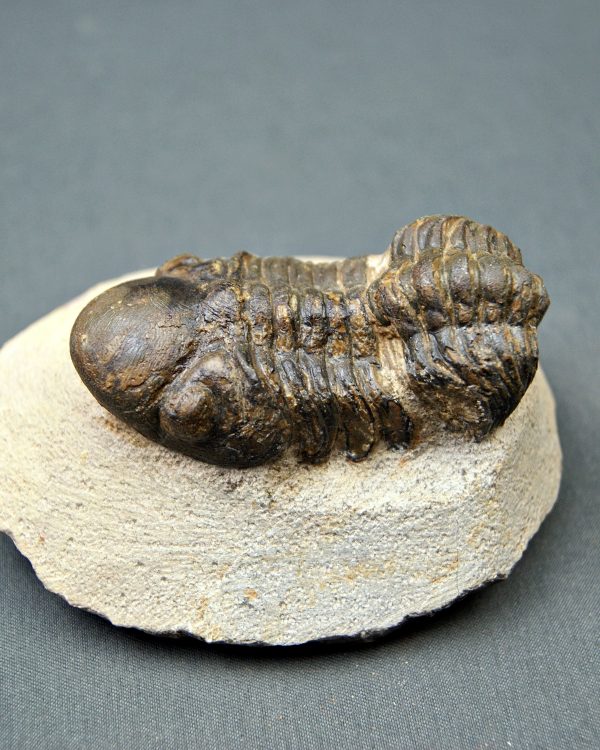 Trilobite Reedops