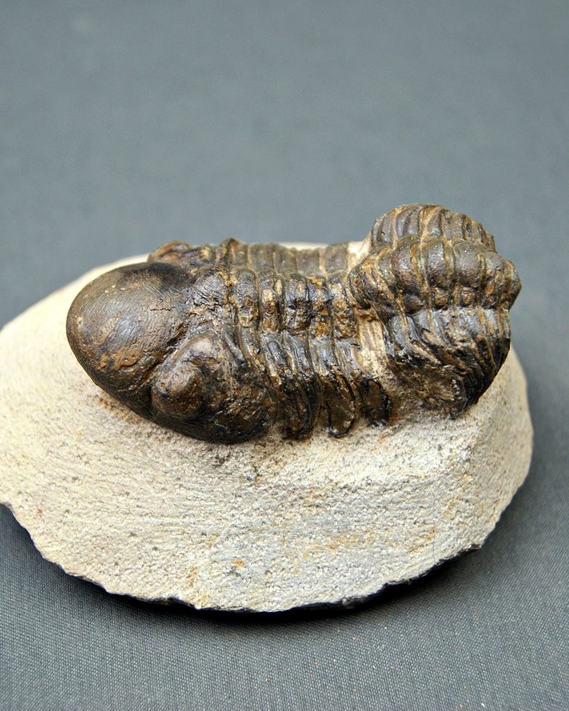 Trilobite Reedops
