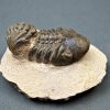 Trilobite Reedops