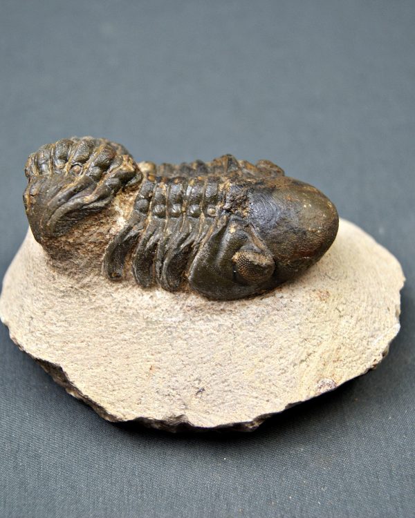 Trilobite Reedops