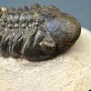Trilobite Reedops