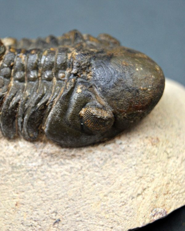 Trilobite Reedops