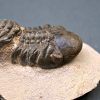 Trilobite Reedops