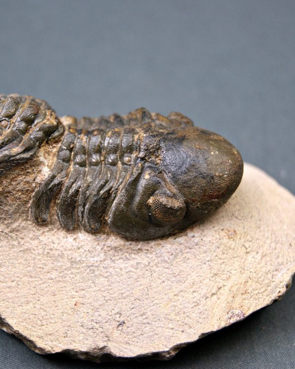 Trilobite Reedops