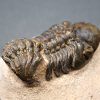 Trilobite Reedops