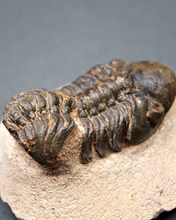 Trilobite Reedops