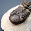 Trilobite Reedops