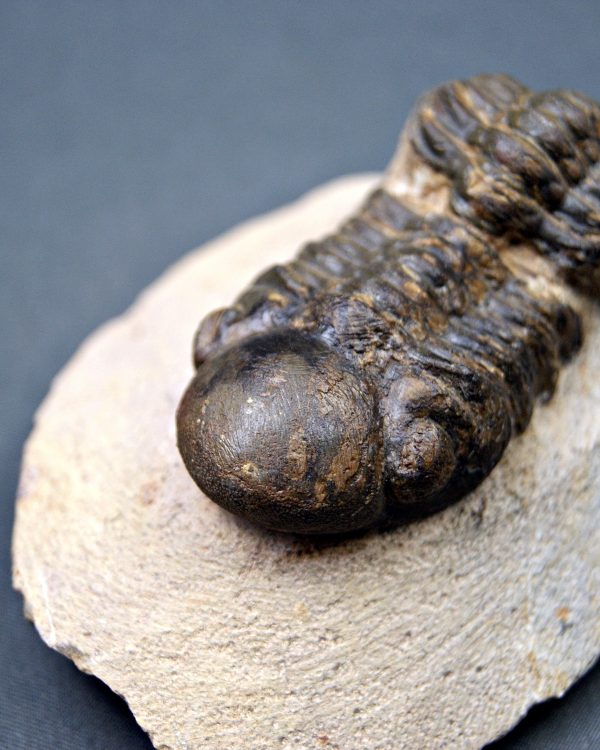 Trilobite Reedops