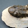 Trilobite Reedops