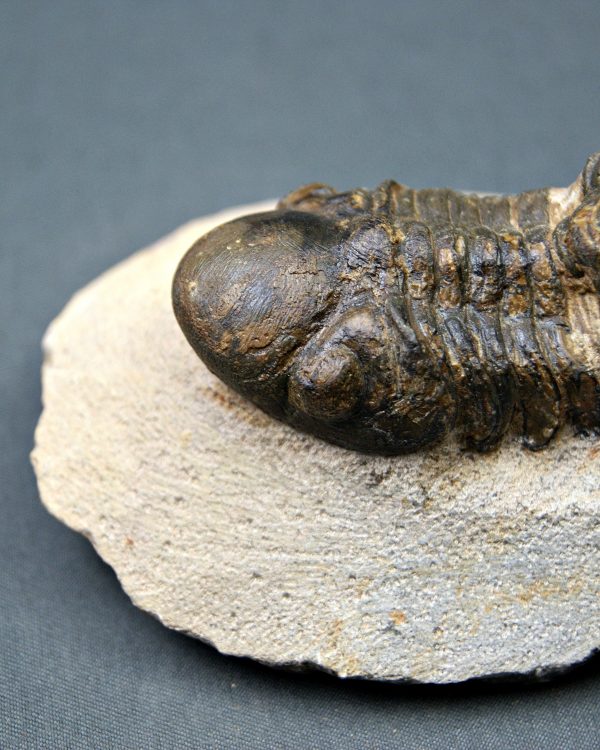 Trilobite Reedops