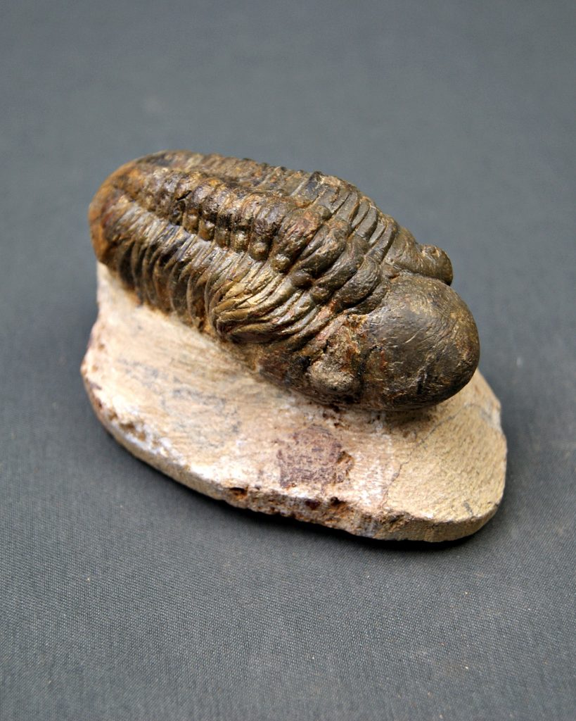 Reedops Trilobite
