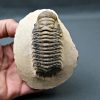 SONY DSC Trilobite Crotalocephalus gibbus