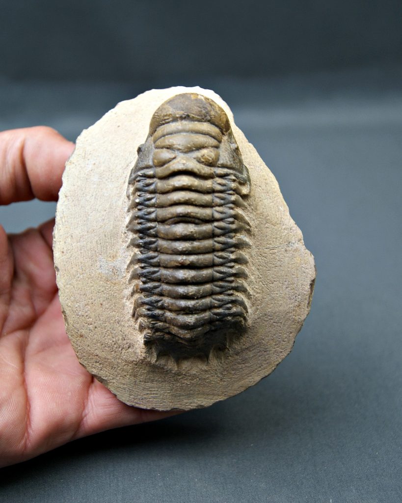 Trilobite Crotalocephalus gibbus