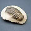 SONY DSC Trilobite Crotalocephalus gibbus