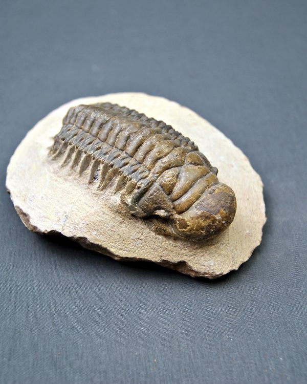 SONY DSC Trilobite Crotalocephalus gibbus