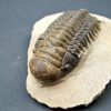 SONY DSC Trilobite Crotalocephalus gibbus