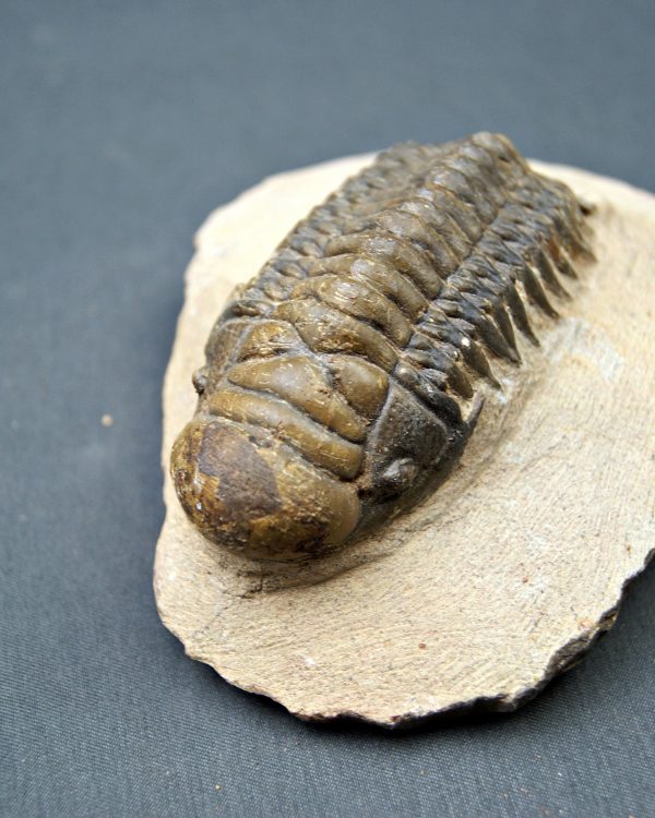 SONY DSC Trilobite Crotalocephalus gibbus