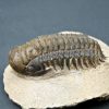 SONY DSC Trilobite Crotalocephalus gibbus