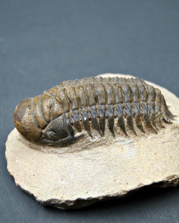 SONY DSC Trilobite Crotalocephalus gibbus