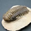 SONY DSC Trilobite Crotalocephalus gibbus
