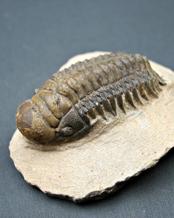 SONY DSC Trilobite Crotalocephalus gibbus