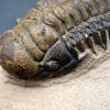 SONY DSC Trilobite Crotalocephalus gibbus