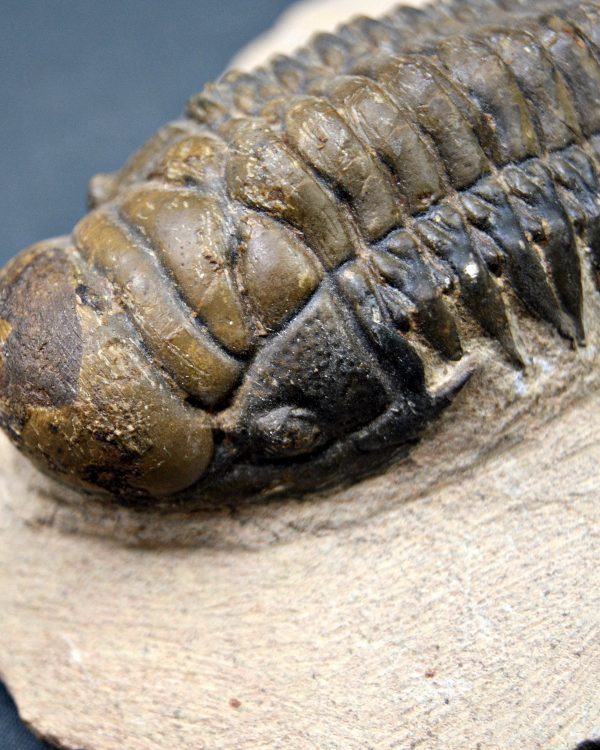 SONY DSC Trilobite Crotalocephalus gibbus